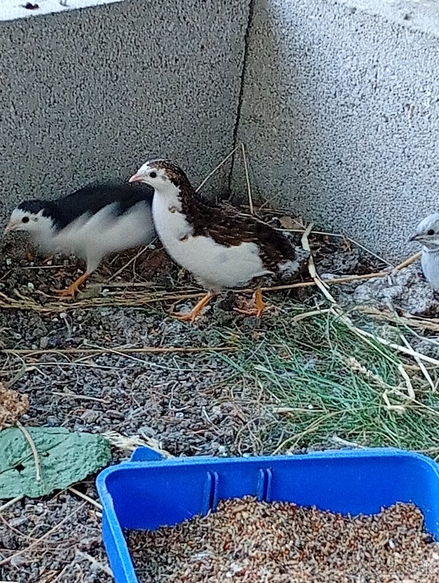 Prepelica čínska, prepeličky - 2