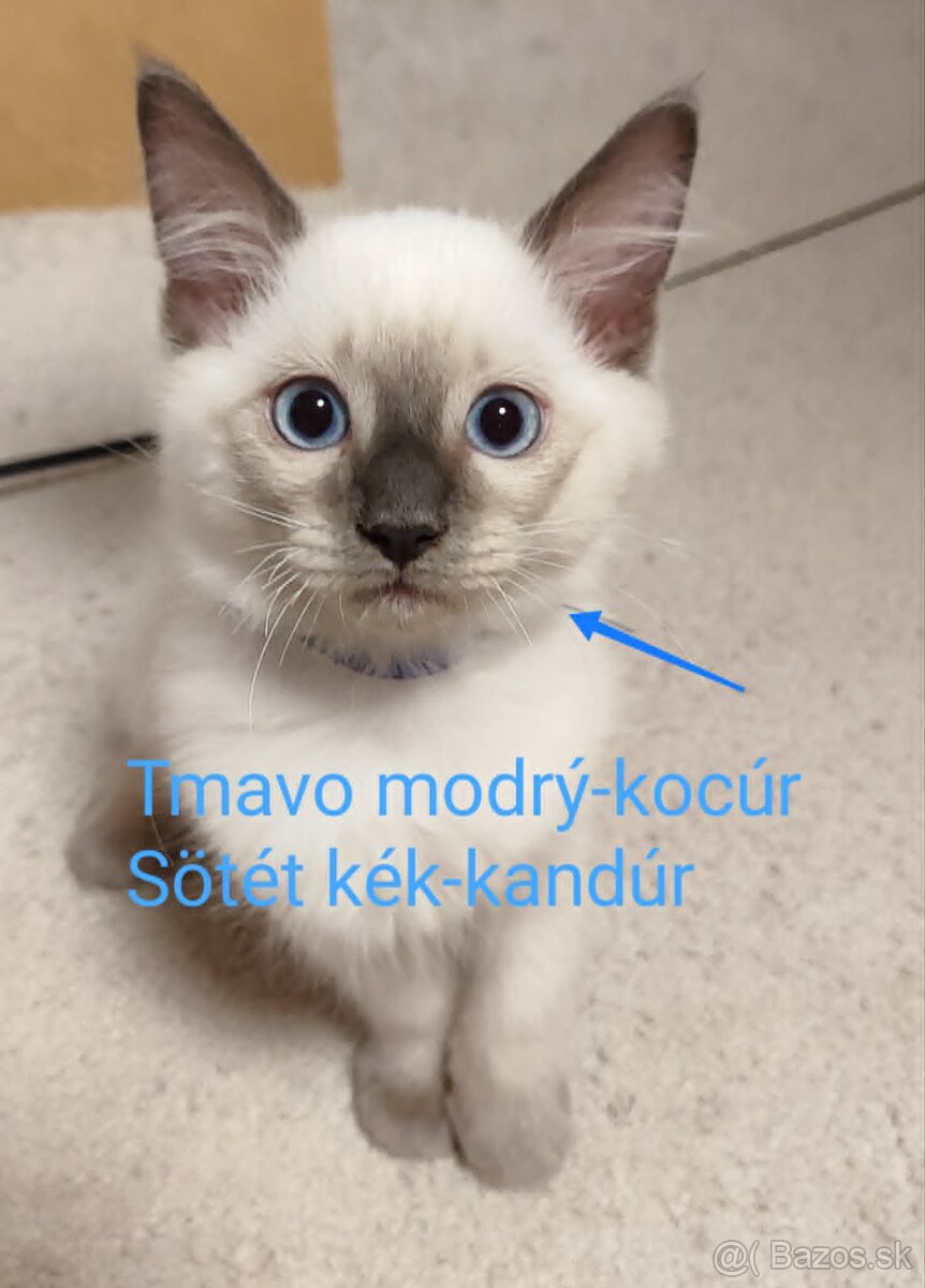 Ragdoll mačiatká bez pp - 2