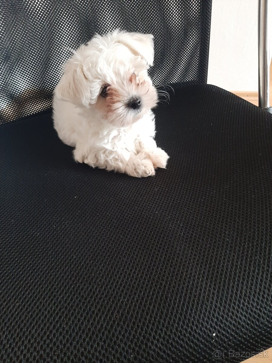 Maltezák - 2