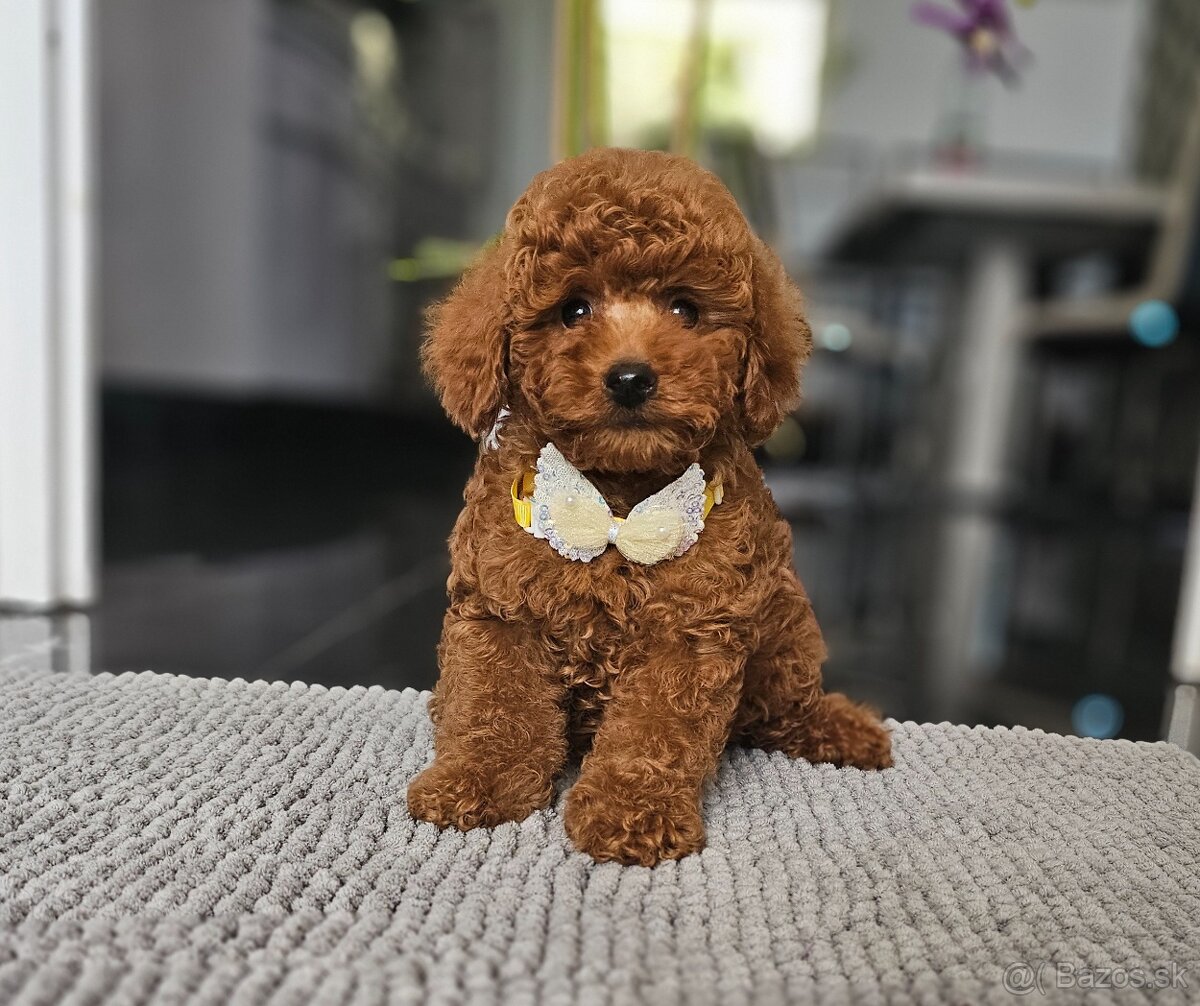 Trpasličí pudl, pudel, Miniature Poodle - 2