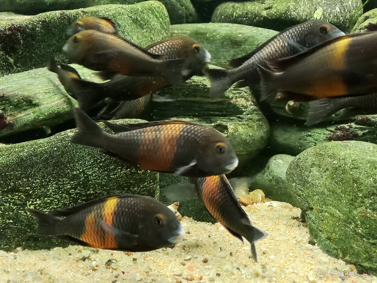 Tropheus Bemba - 2