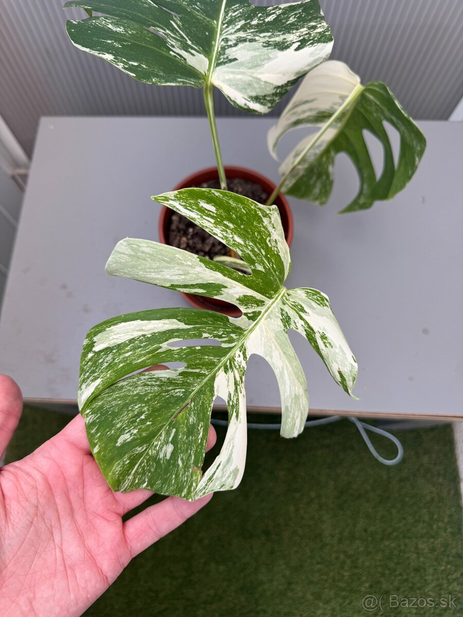 Monstera Deliciosa Albo Variegata - 2