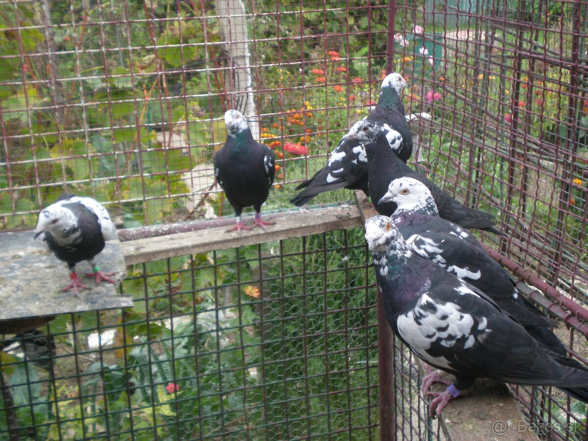 Predám poštové holuby - 2