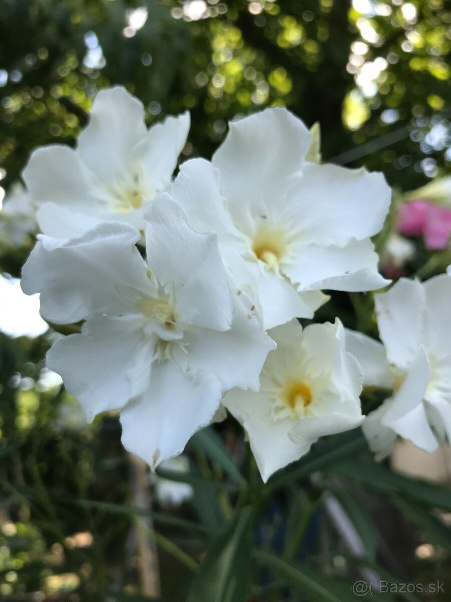Predám OLEANDRE..OLEANDER - 2