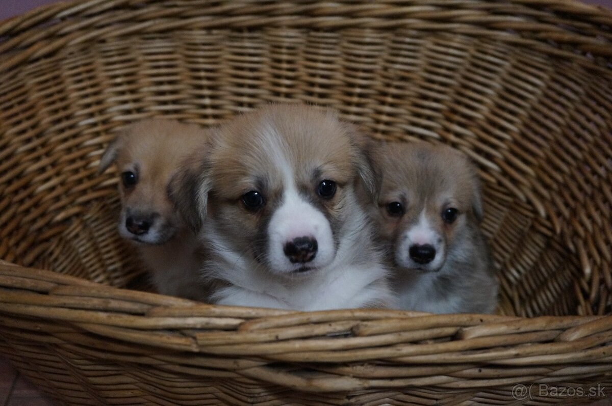 Welsh Corgi Pembroke - 2