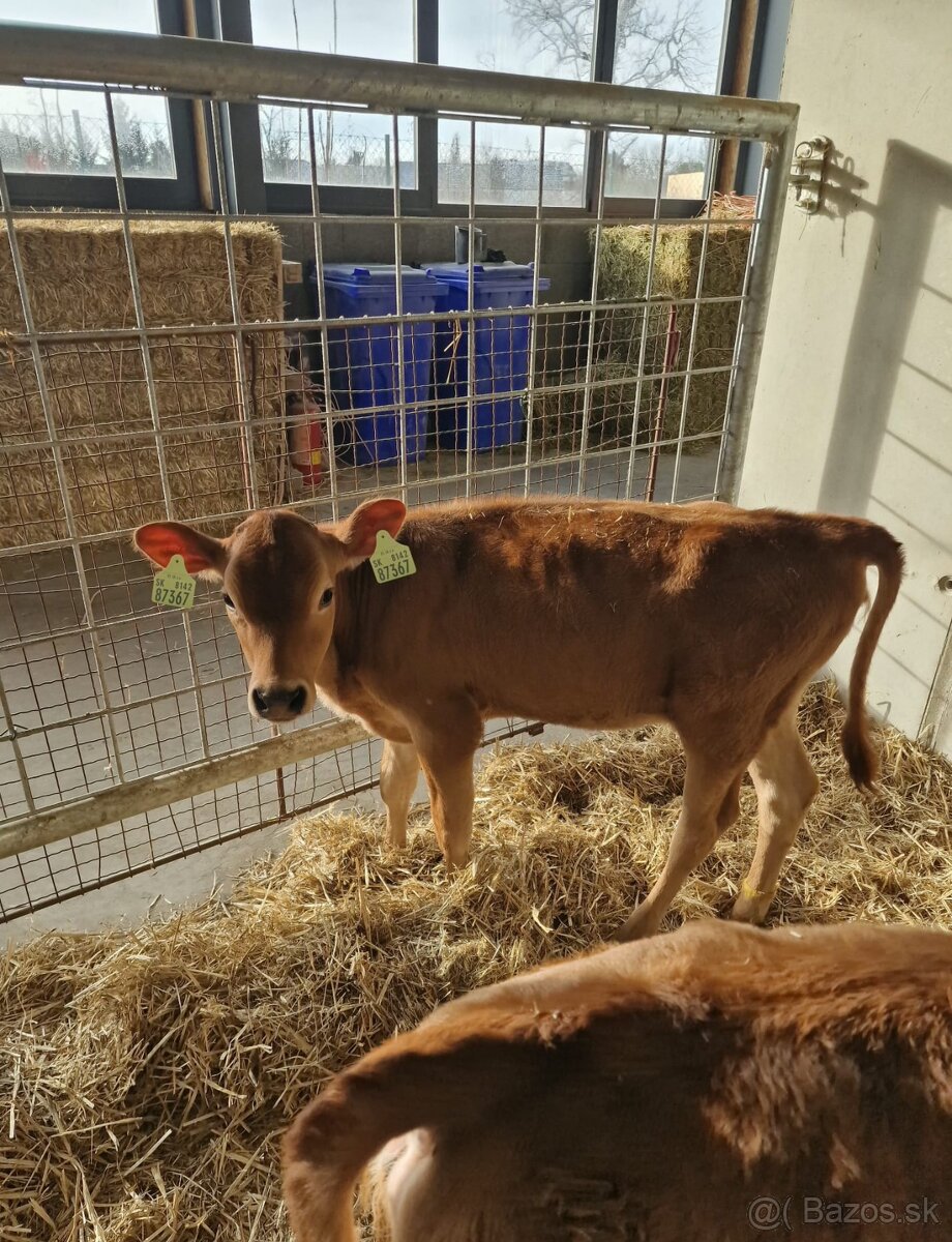 Predáme 4 teľatá - 2