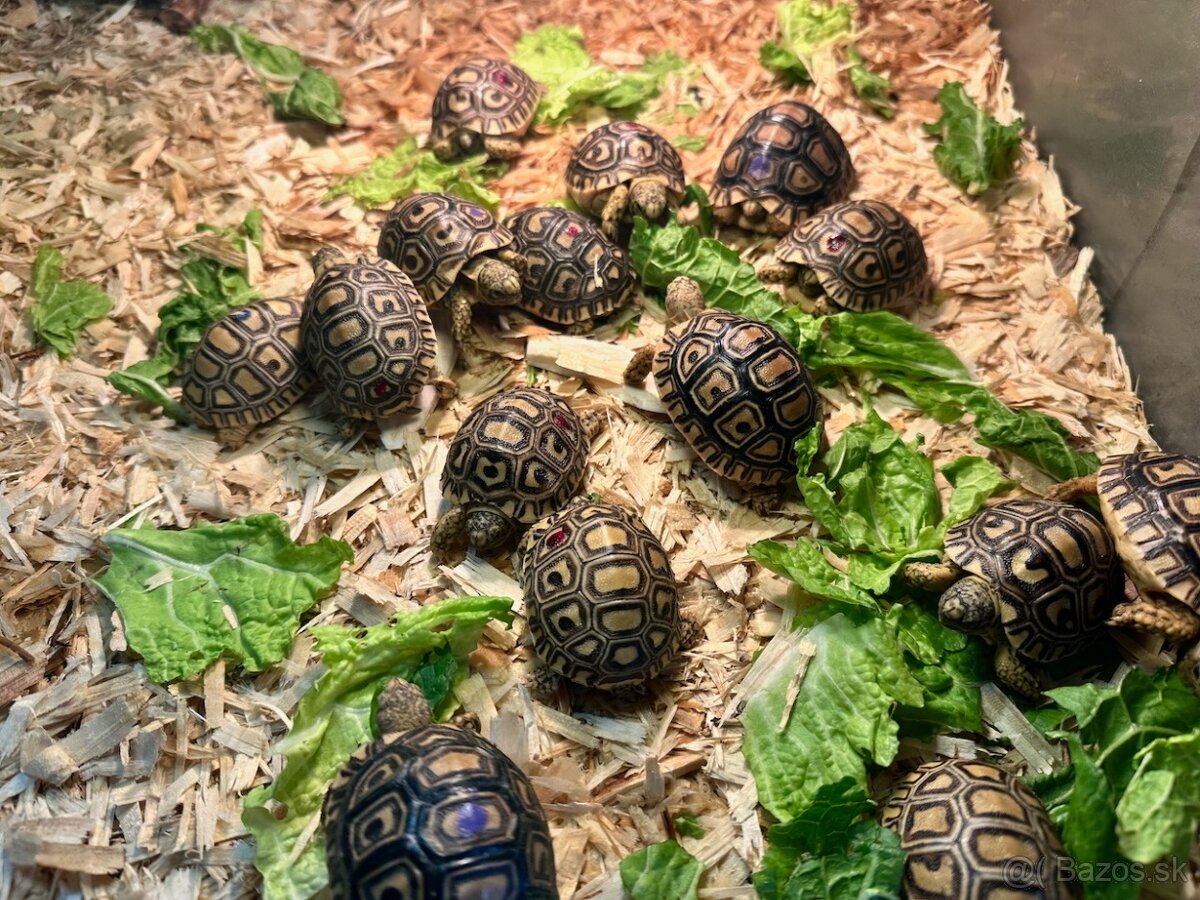 Korytnačka leopardia - 2