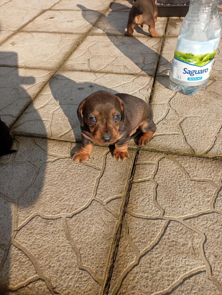 Predám jazvečíkov - 2