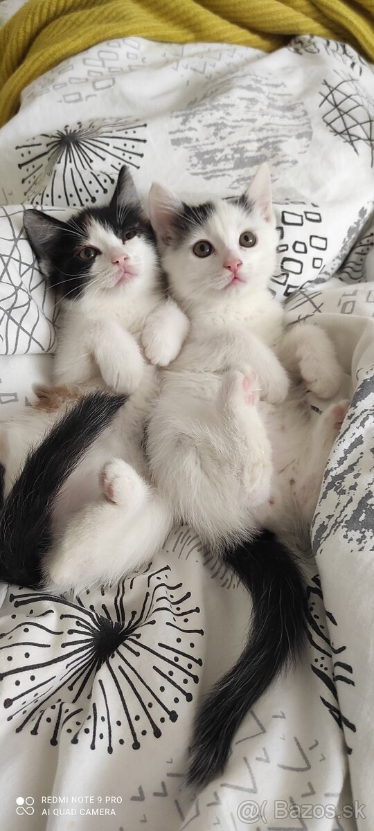 Mačičky - 2
