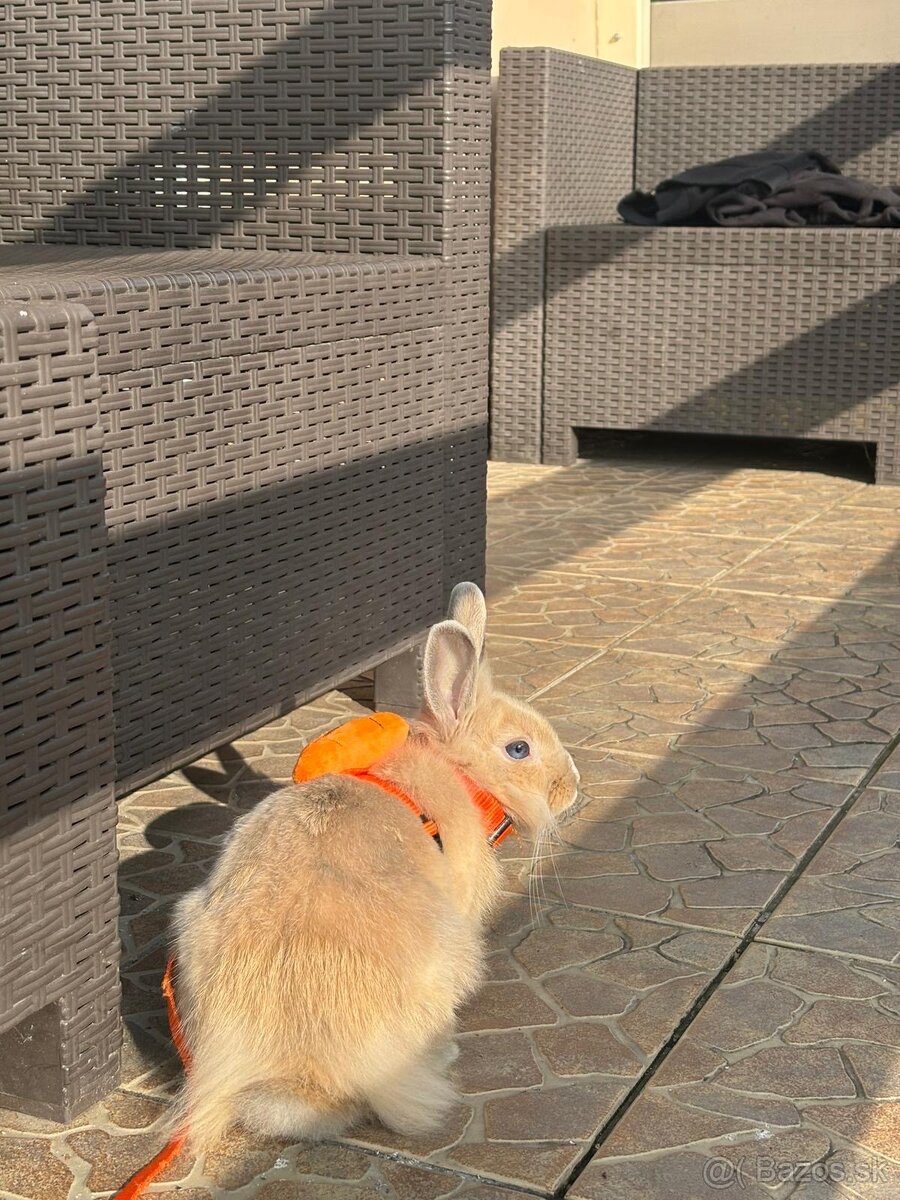 Domáci zajačik 8 mesiacov - 2