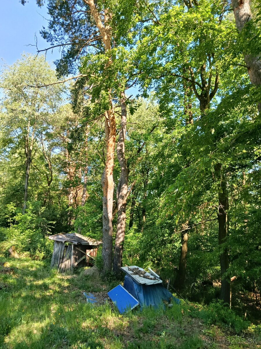 Borovica za výrez a odvoz - 2