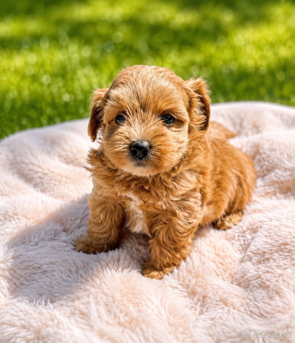 Maltipoo - 2