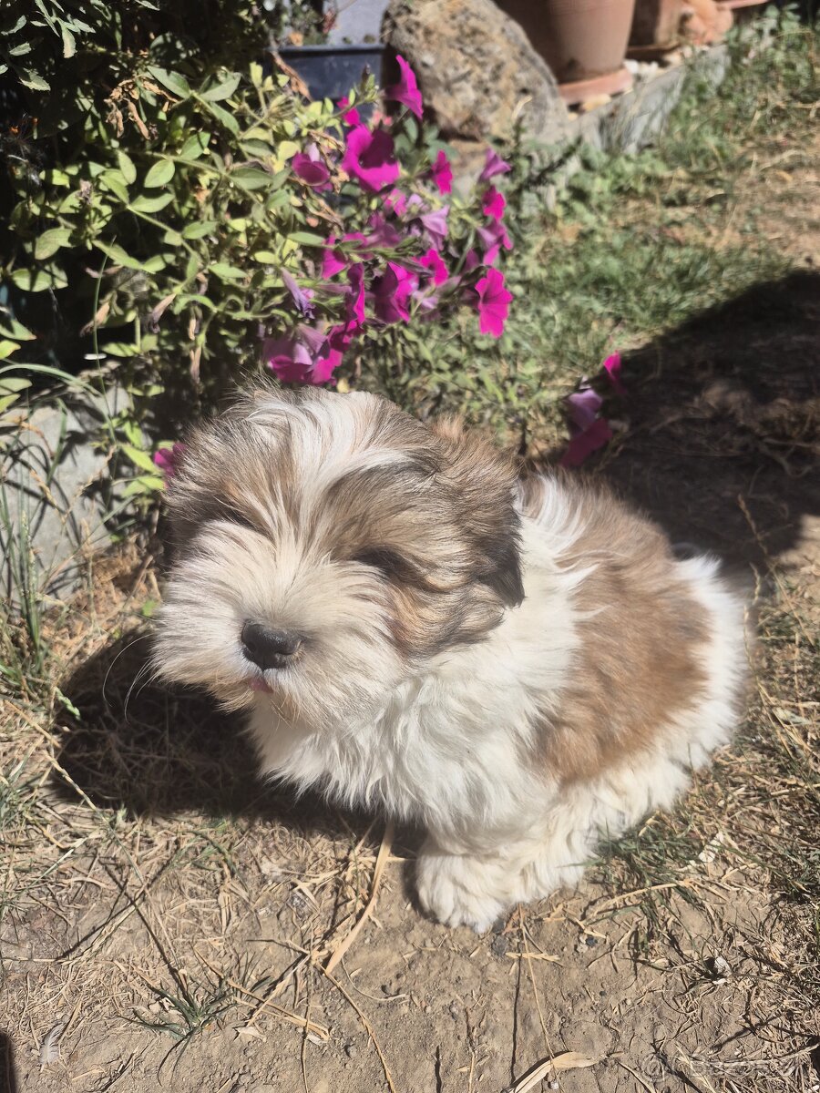 Lhasa Apso šteniatka - 2