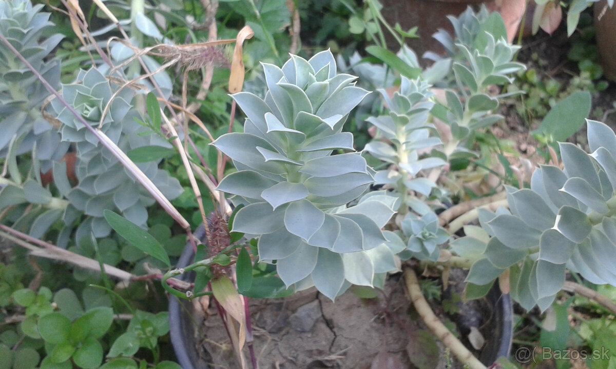 Euphorbia polychroma - 2