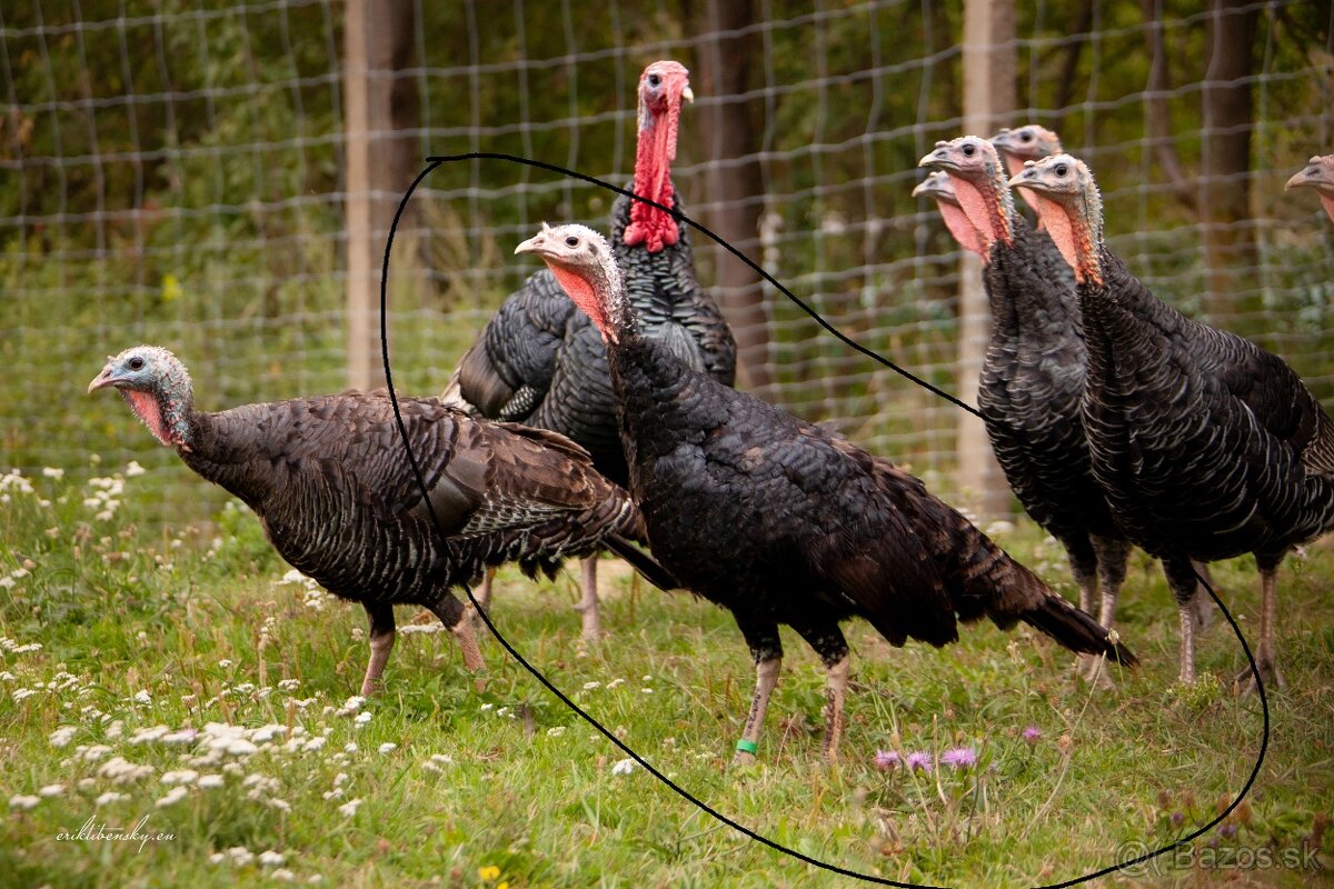 Morka divá , predám minuloročnú morku - 2