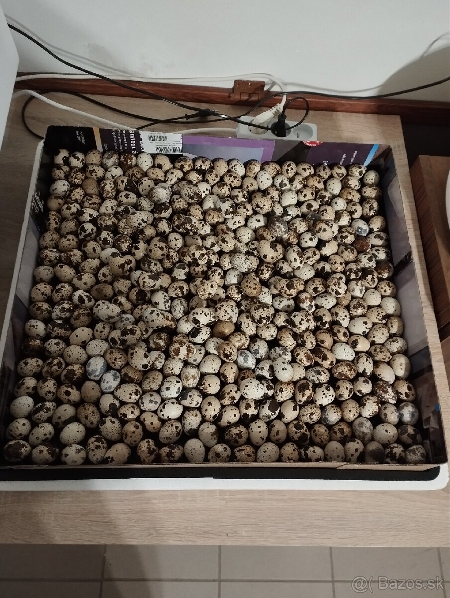 Prepeličie vajíčka - 2