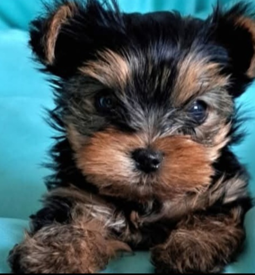 Yorkshirsky terier mini - 2