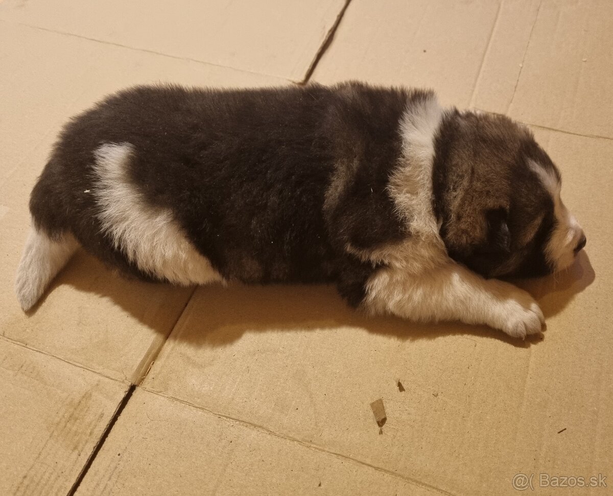 Darujem šteniatka - 2