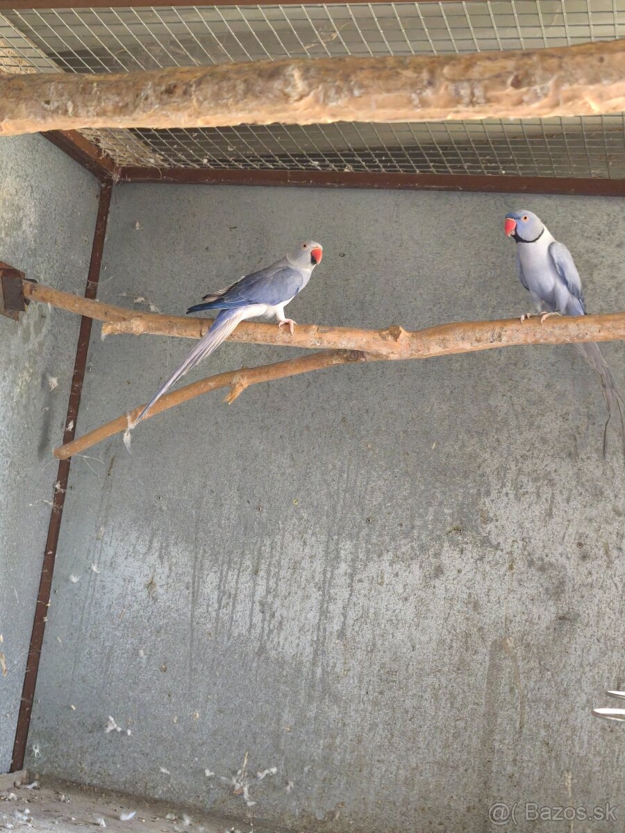 Alexaner maly opalin/h.ch,h.ch violet, modrý - 2