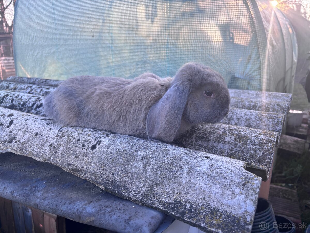 Francúzsky baran - 2