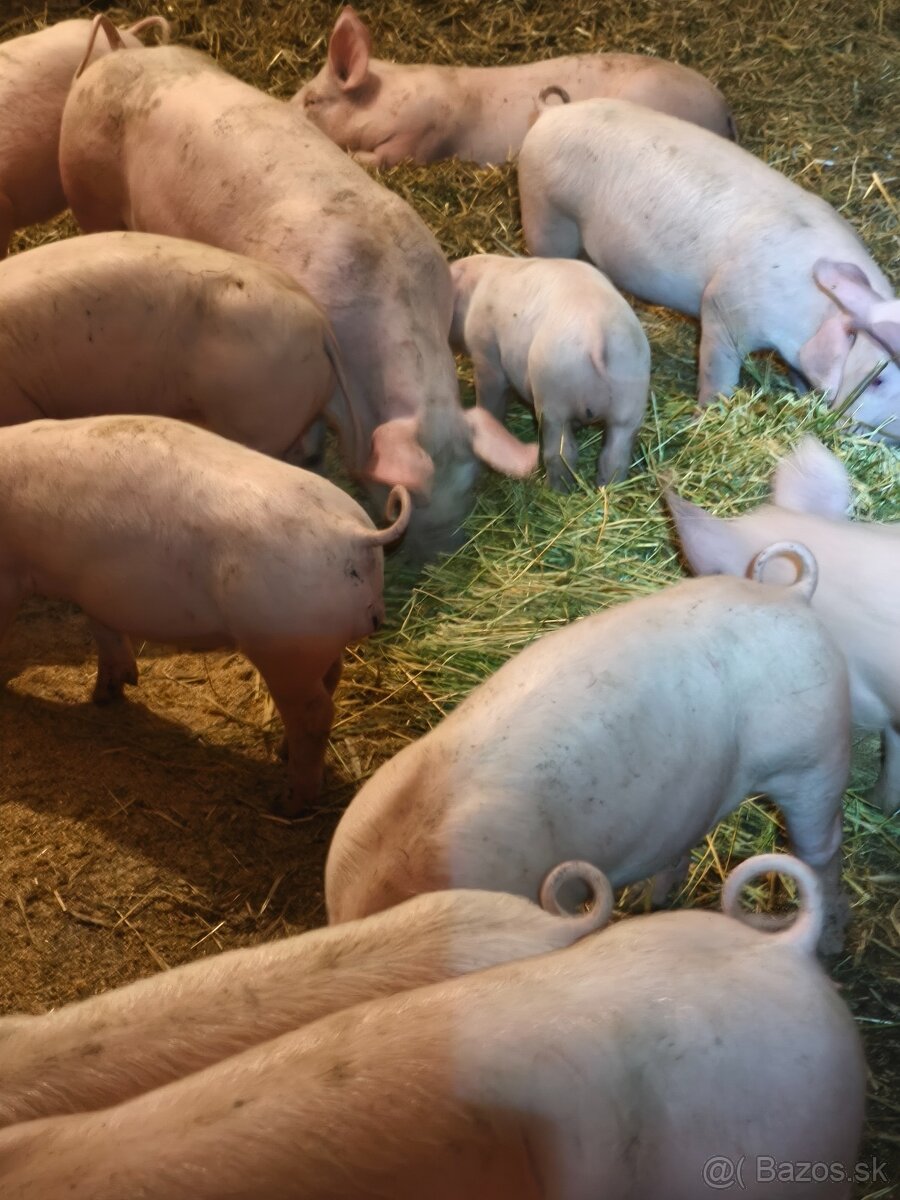 Predám odstavčatá - 2