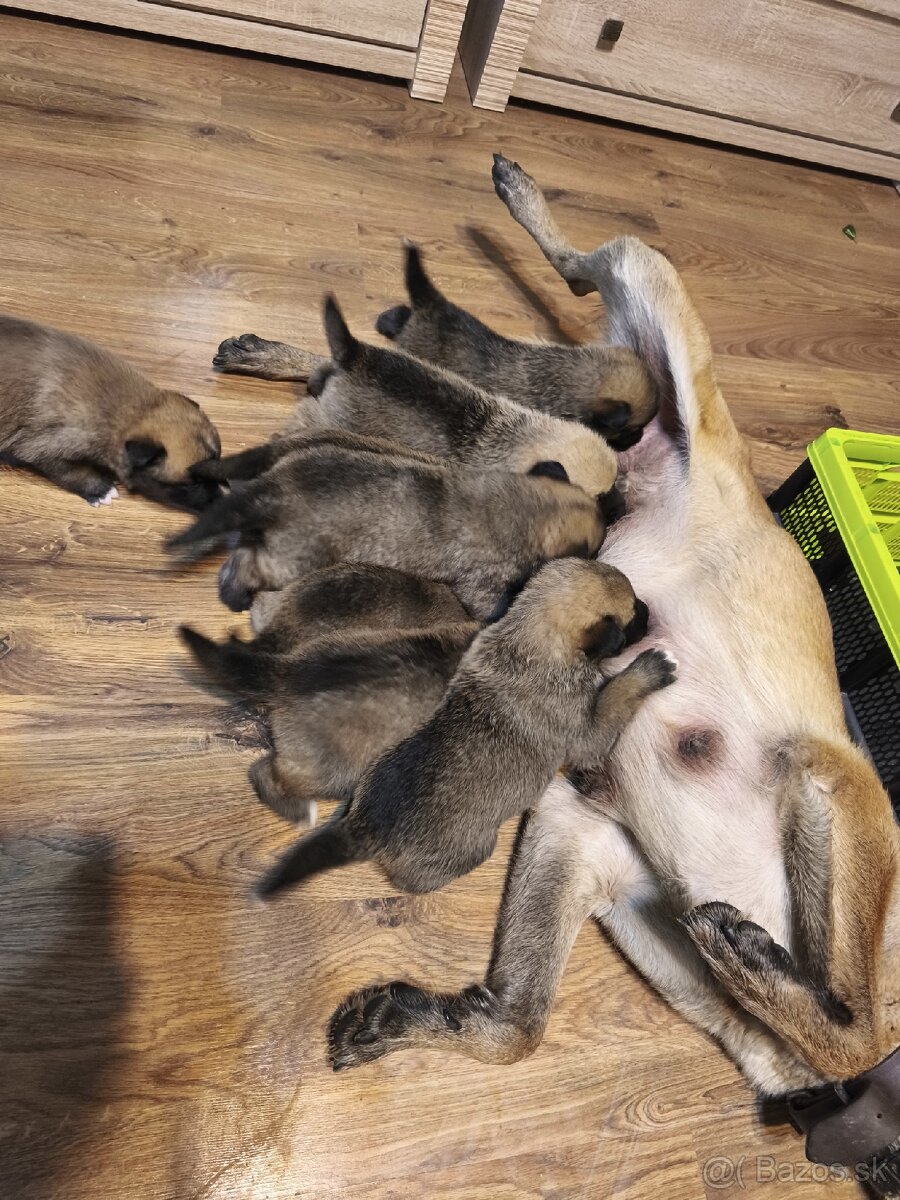 Predám šteniatka - 2