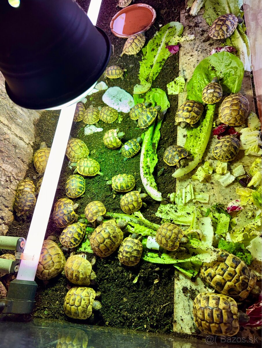 Suchozemská korytnačka - predám - 2