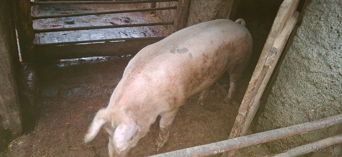 Predám prasatá - 2