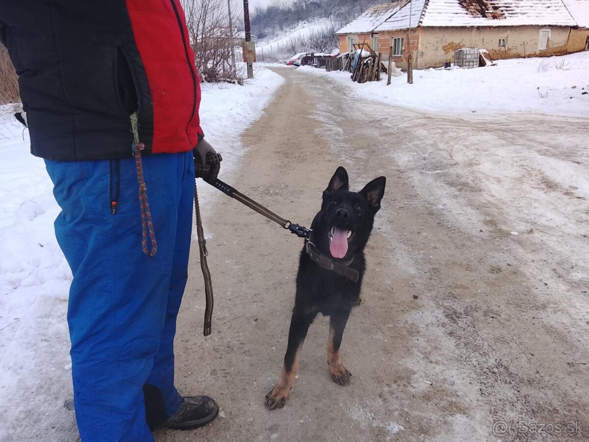 nemecký ovčiak - 2