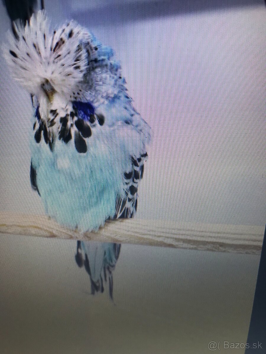 Výstavné andulky.samca 2 - 2