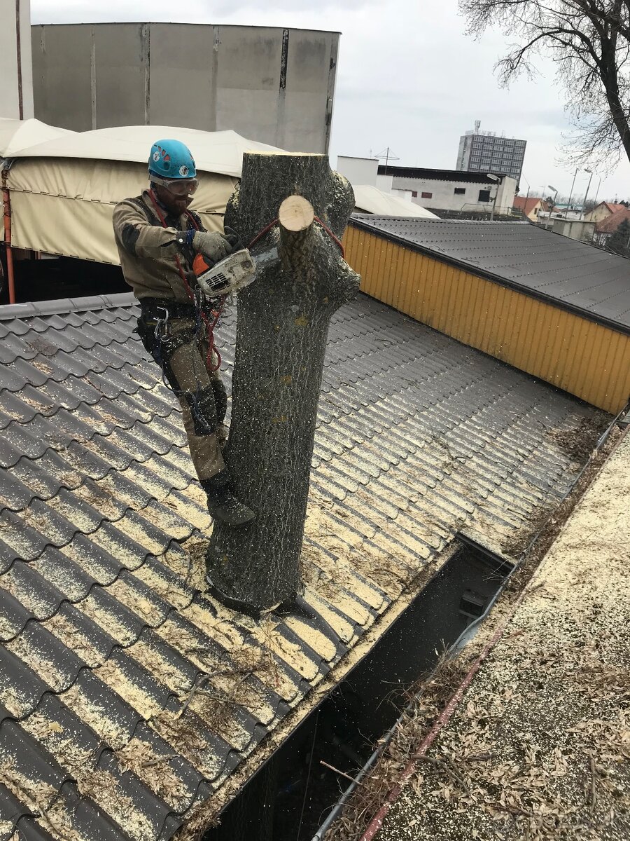 Pílenie stromov, arboristika, drtenie konárov - 2