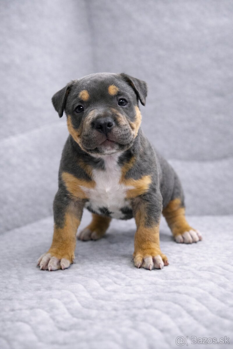 AMERICAN BULLY XL🩵💜 - 2