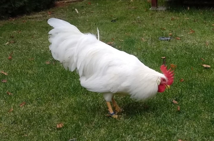 Násadové vajcia Leghorn - 2