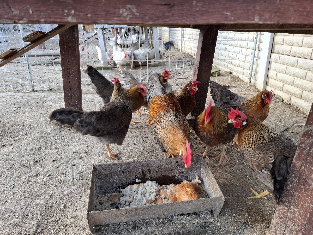 Vlaška rodofarebná - 2