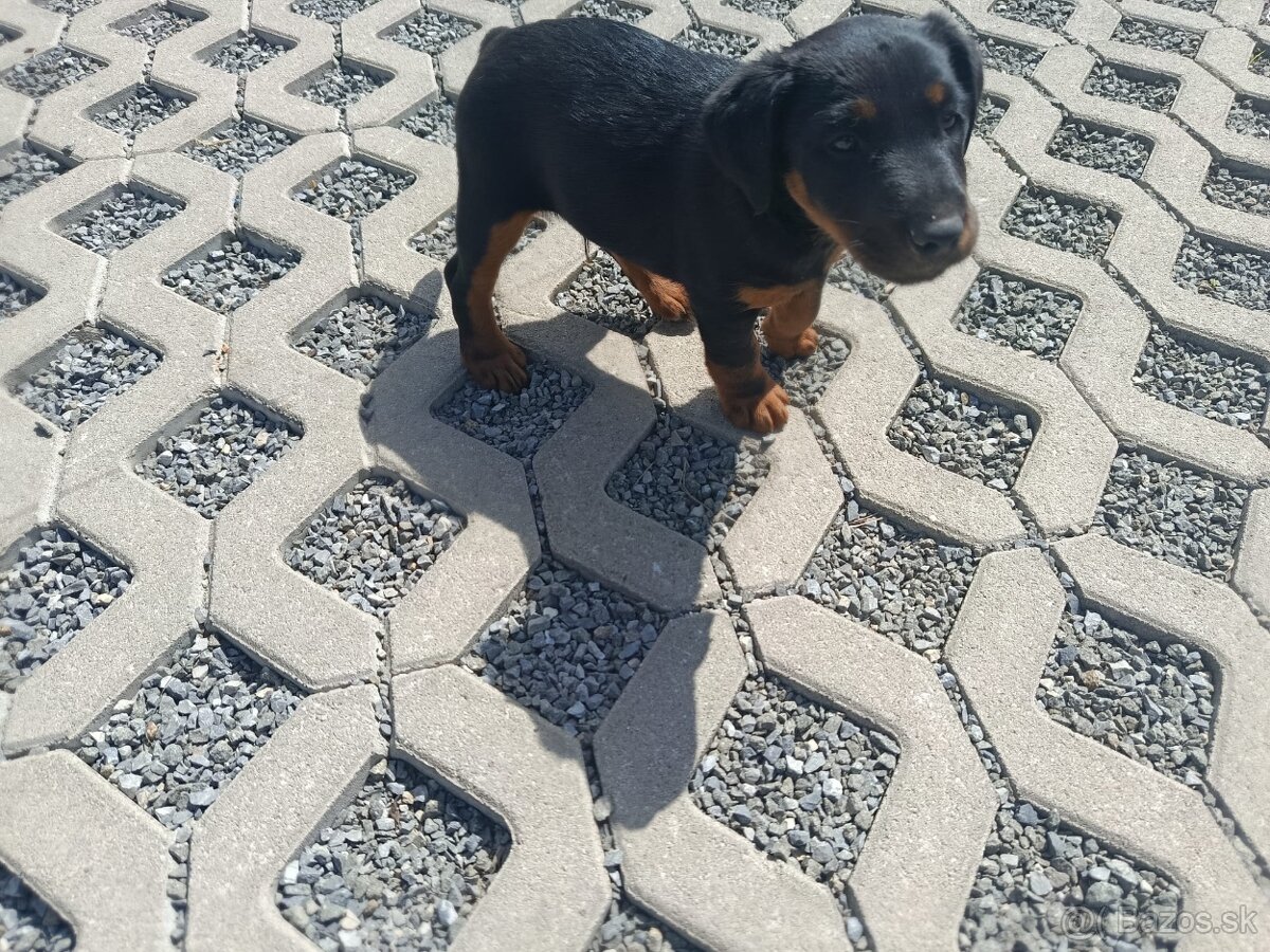 Jagdterrier - 2