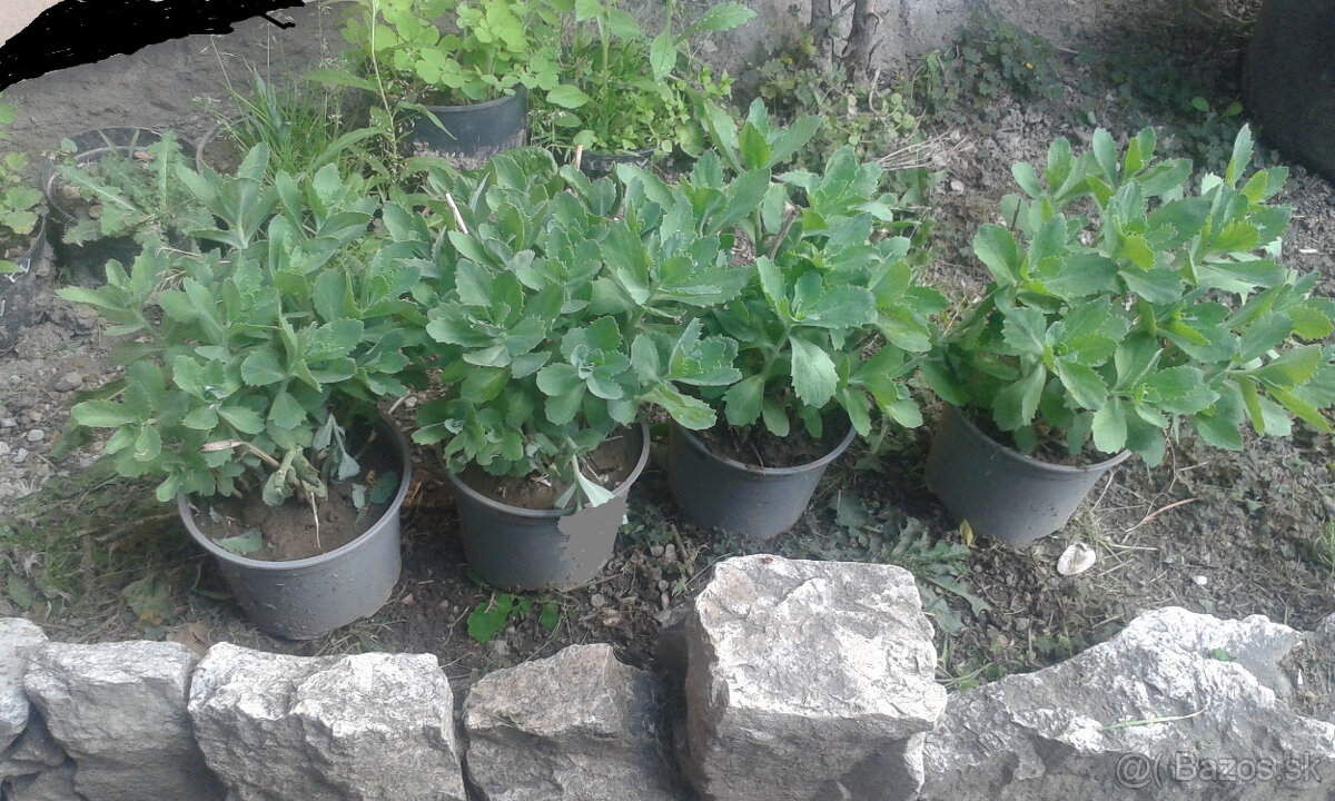 Hylotelephium spectabile - 2