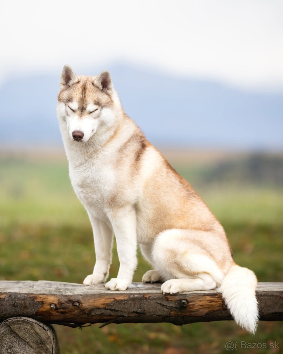 Šteniatka sibírsky husky - 2
