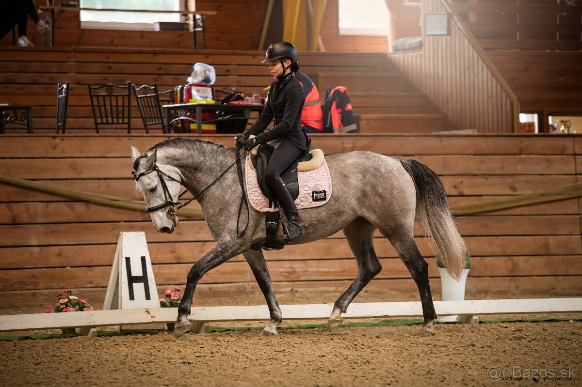 Working Equitation kobyla - 2