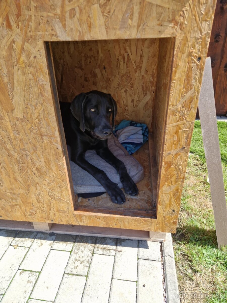 Darujem 10-mesačné šteňa weimarskeho stavača - 2