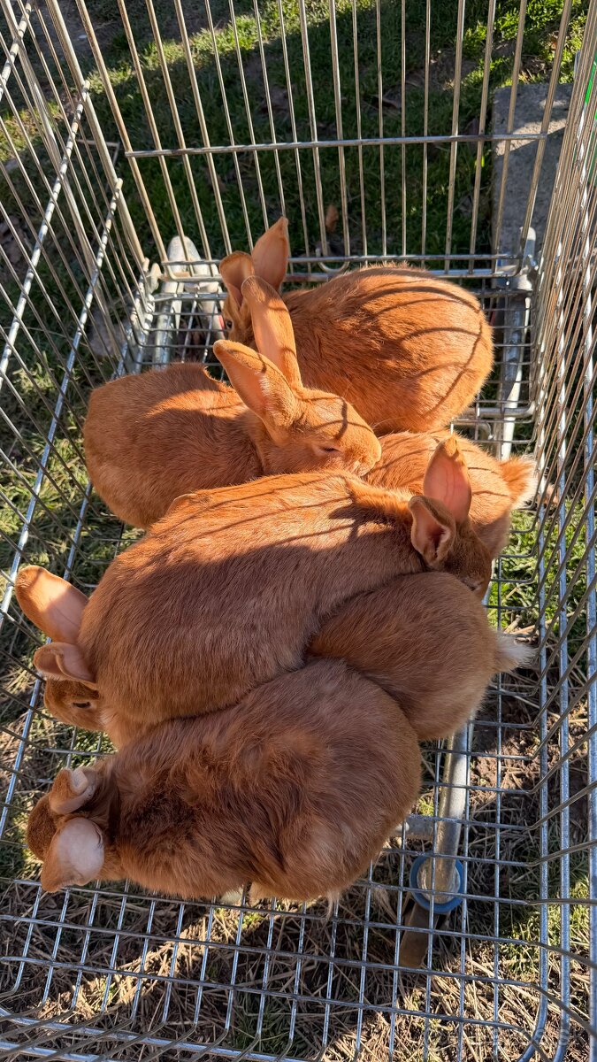 Burgundský králik - 2