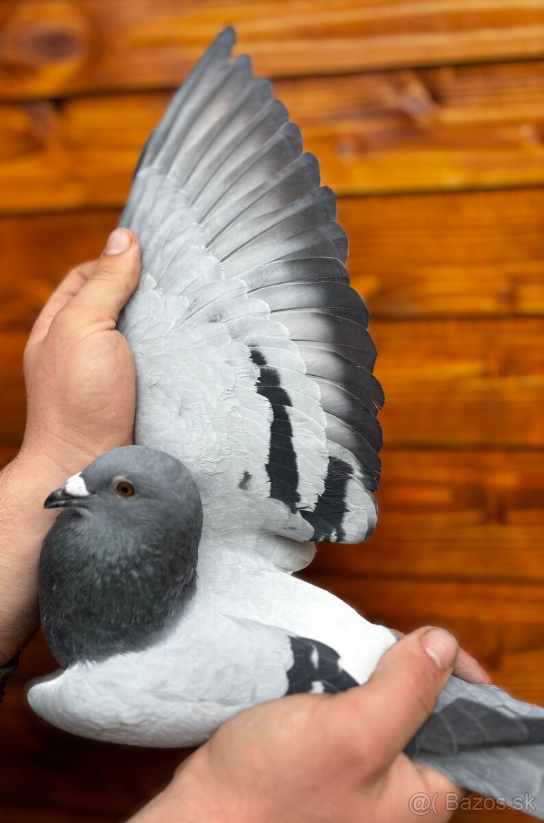 Poštové holuby - 2
