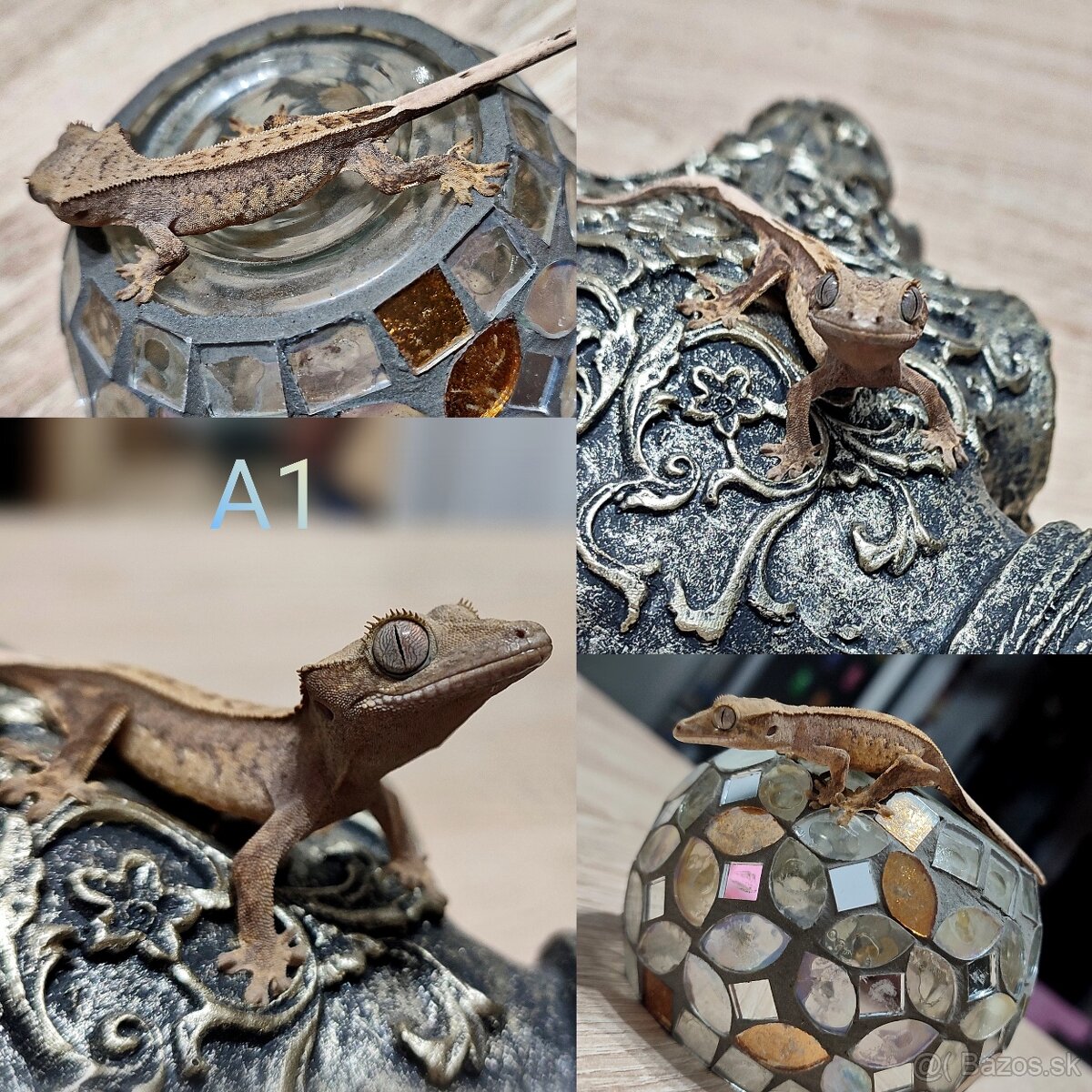 Pagekon riasnaty - 2