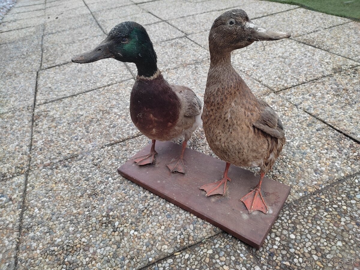 Preparaty a diviacie kly - 2