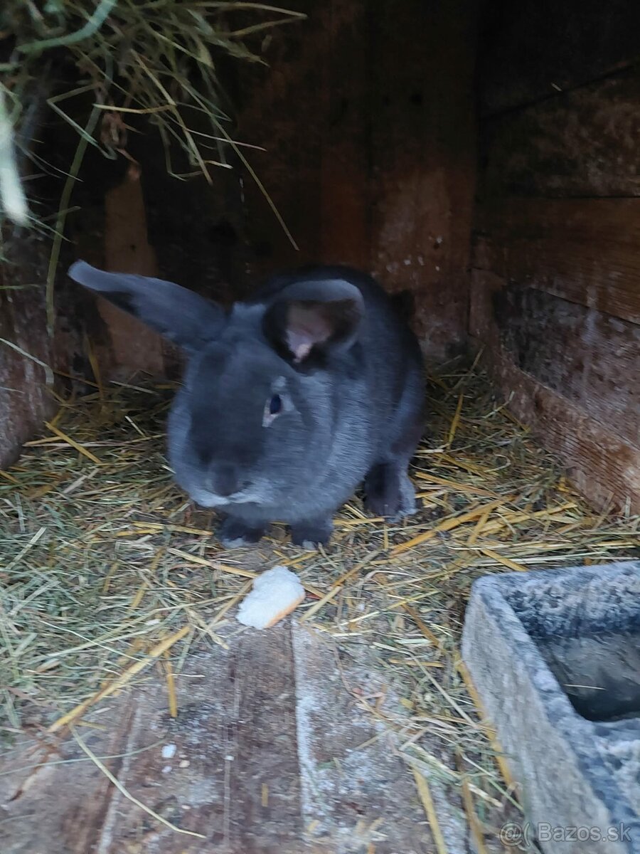 Viedenský modry králik - 2