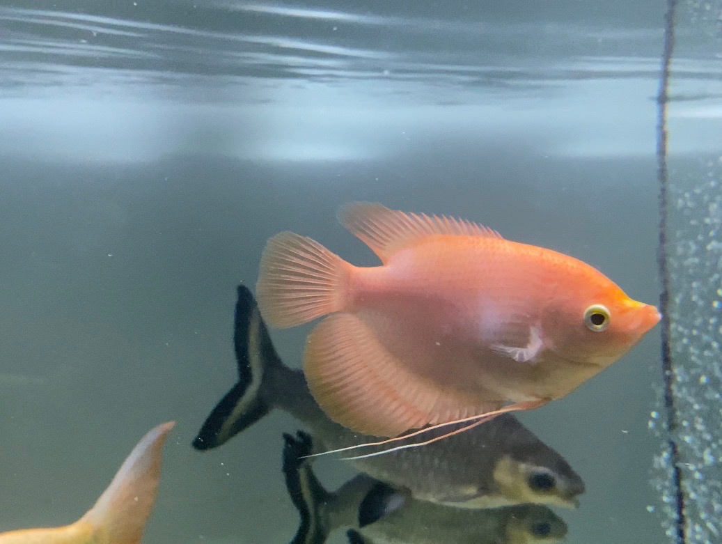 Giant Gourami red ruby orange - 2
