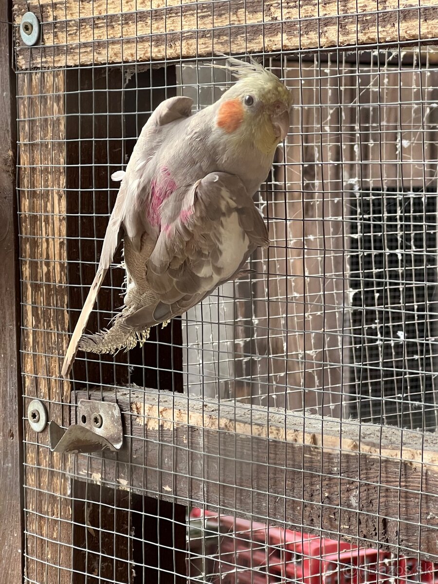 Korela - posledná minuloročná - 2