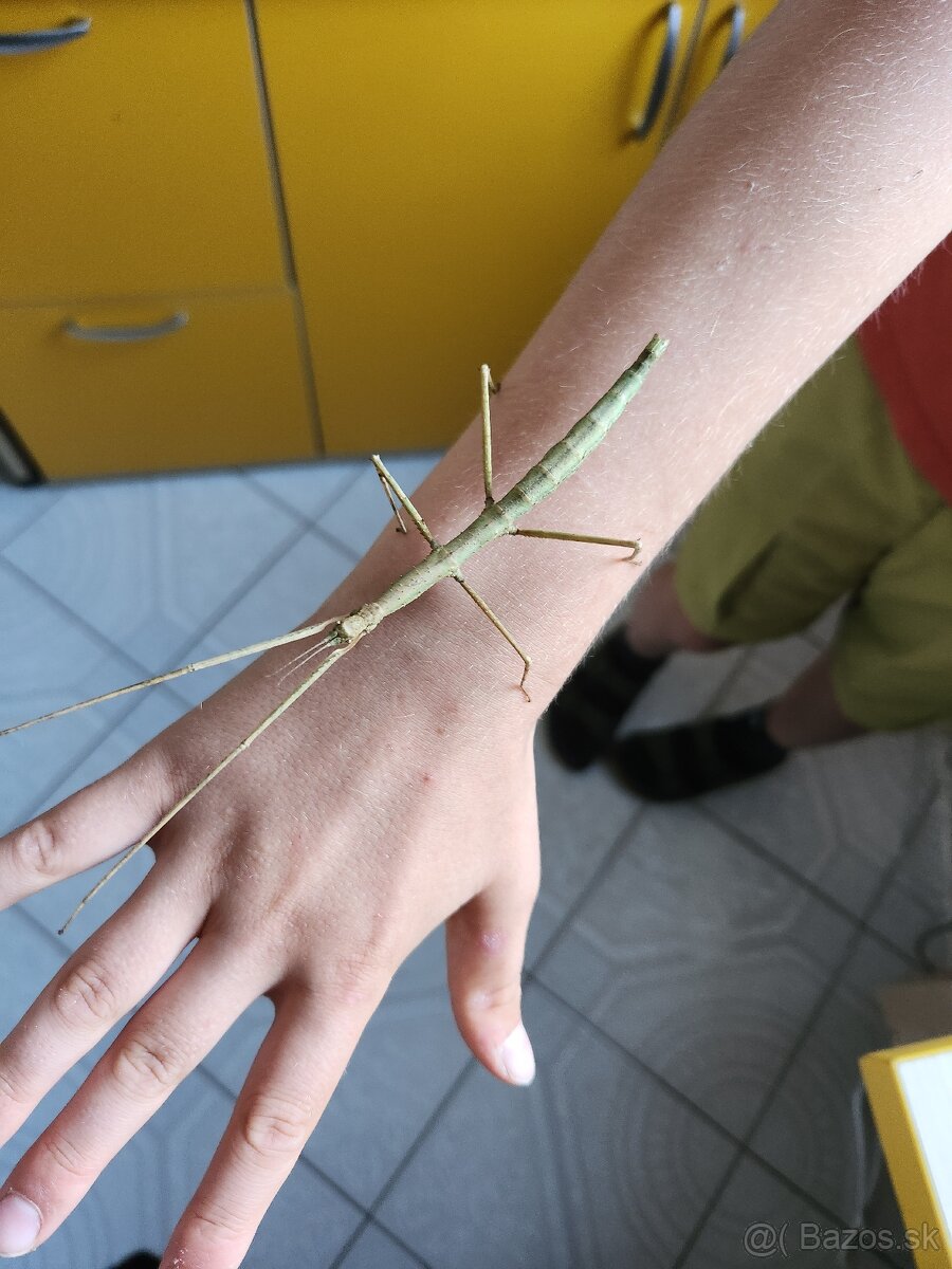 Samice pakobylky rožkatej - 2