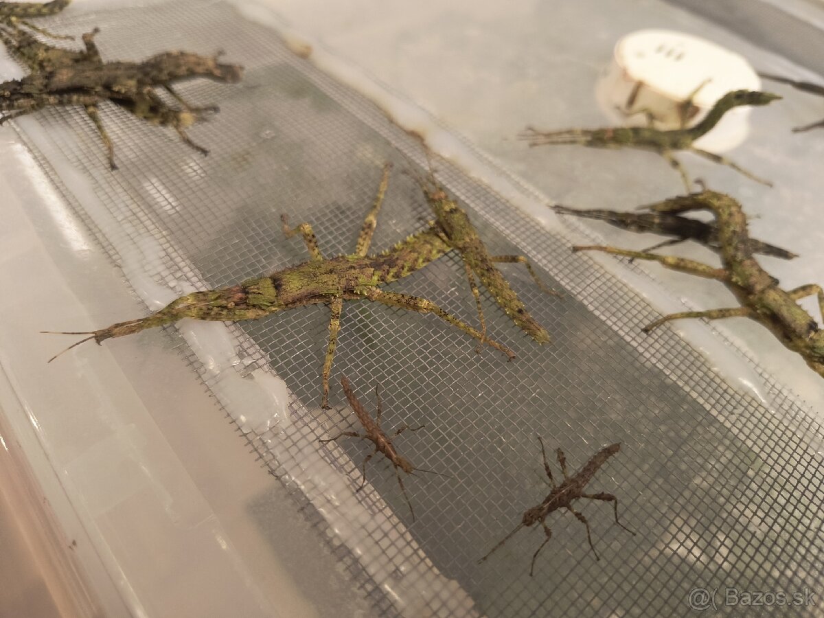 Strašilky eurycantha - 2
