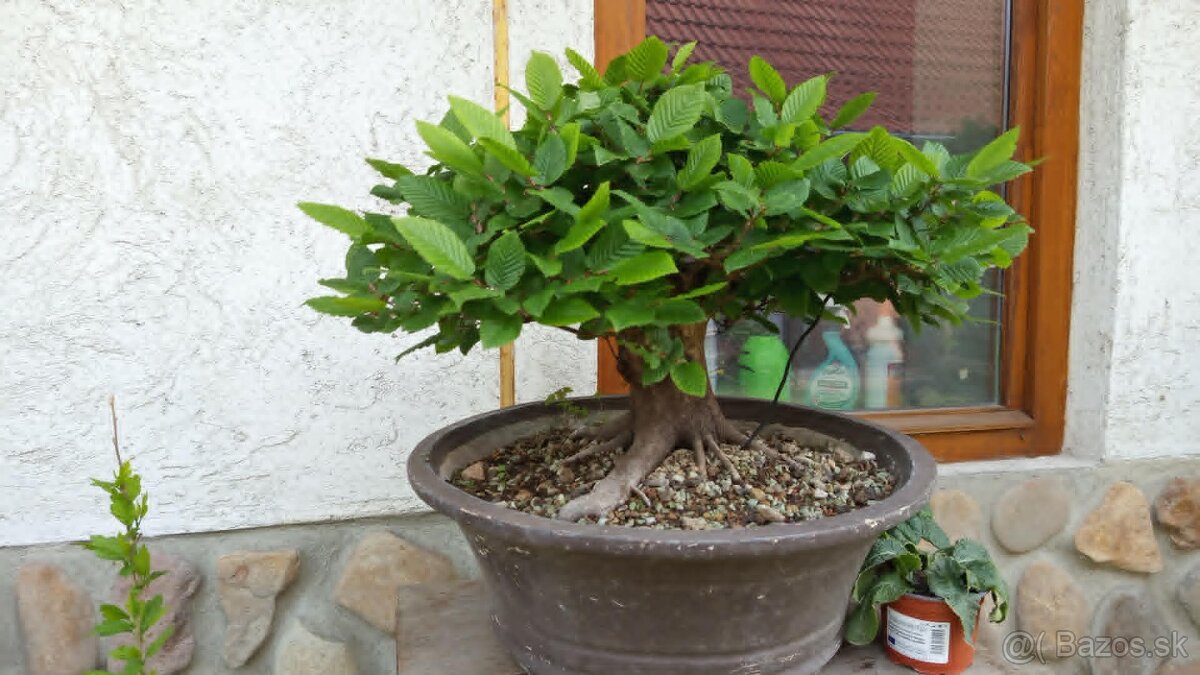 bonsai,bonsaj-hrab 33 - 2