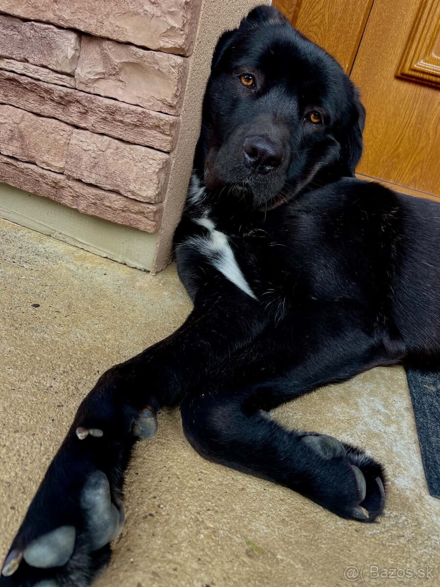 Darujem Cane Corso / Aziat fenka - 2